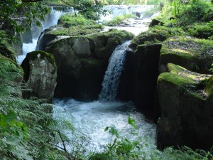 霧島裂罅水、飼育環境（宮崎にて）