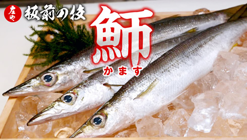 【板前の技で堪能！】 カマス