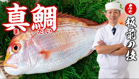 【春の風物詩 真鯛 】白身の王道を味わう