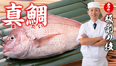 【春の風物詩 真鯛 】白身の王道を味わう