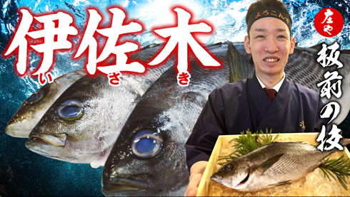 【初夏が食べごろのイサキ！】クセのない白身魚