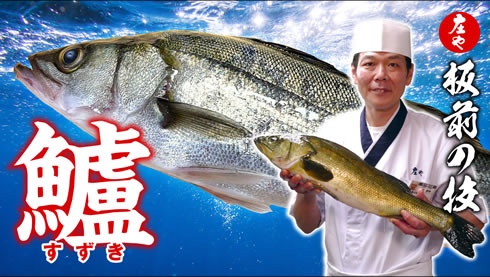 【どう料理しても旨い！】夏が旬のスズキを板前が捌く！