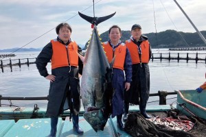 愛媛県産ブランド本マグロ『だてまぐろ®』