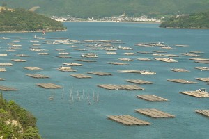 ミネラル豊富な室津湾で育つ牡蠣
